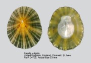 Patella vulgata